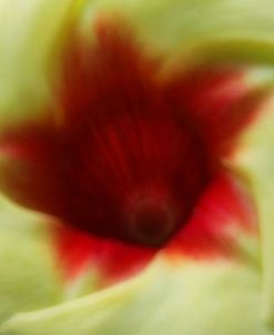 Flower Edible