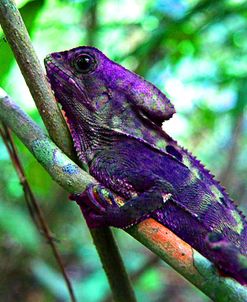 Purple Iguana