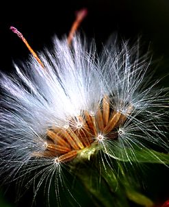 Snow Flower