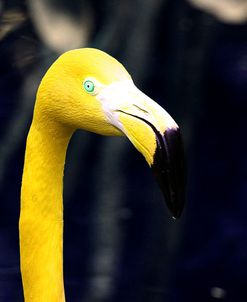 Yellow Flamingo