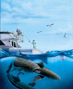 Cobia Quest