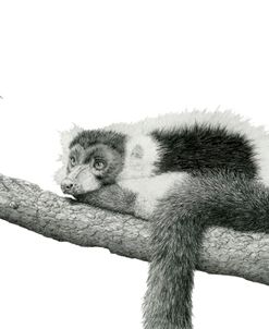 Madagascar Velvet