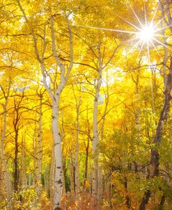 Aspen Morning