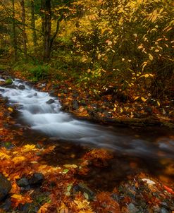 Creekside Colors