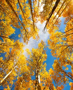 Towering Aspens