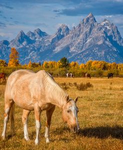 Breakfast in the Tetons