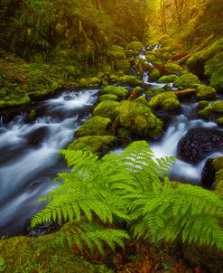 Gorton Creek Fern