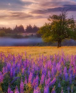 Lupine Sunrise