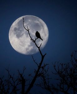 Crowing at the Moon