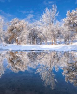 Frosted Trees