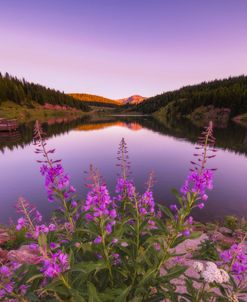 Fireweed Sunset