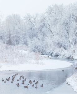 Happy Geese