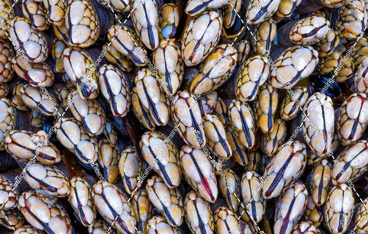 Mussel Grouping
