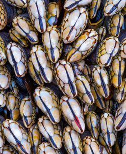 Mussel Grouping