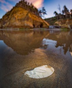 Sand Dollar At Hug Point