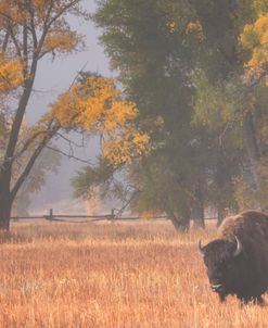 Roaming Bison