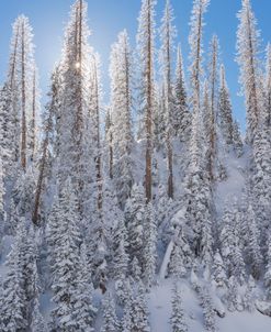 Sun and Snow