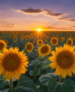 Sunflowers at Sunset