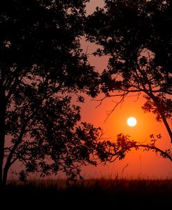 Sunrise Through the Trees