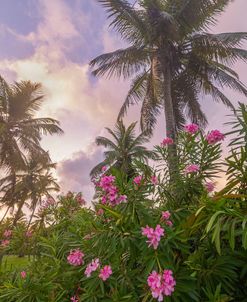 Sunrise in the Palms