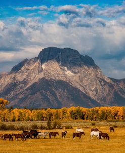 Teton Horse Ranch