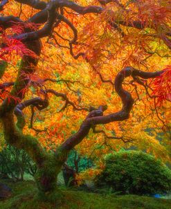 Twisted Autumn