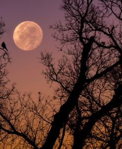 Watching the Moonset