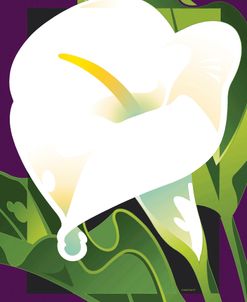 Calla Lily