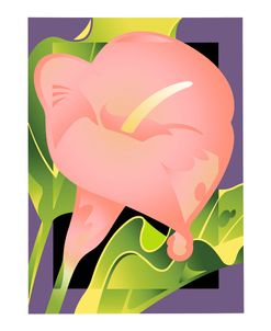 Calla Pink