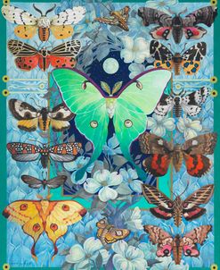 Moth Mania