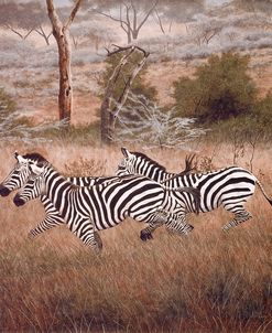 Zebra