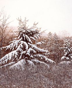 First Snow