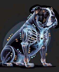 Xray Bulldog