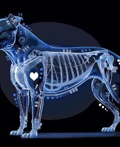 Xray Pitbull