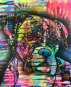 A Serious Boxer