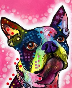 Boston Terrier