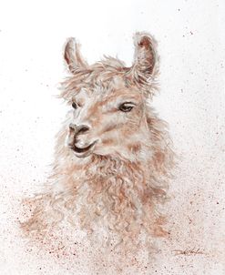 No Drama Llama