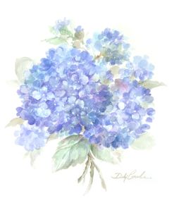 Hydrangeas I