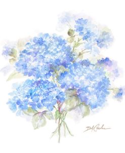 Hydrangeas II