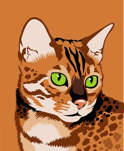 Bengal Cat