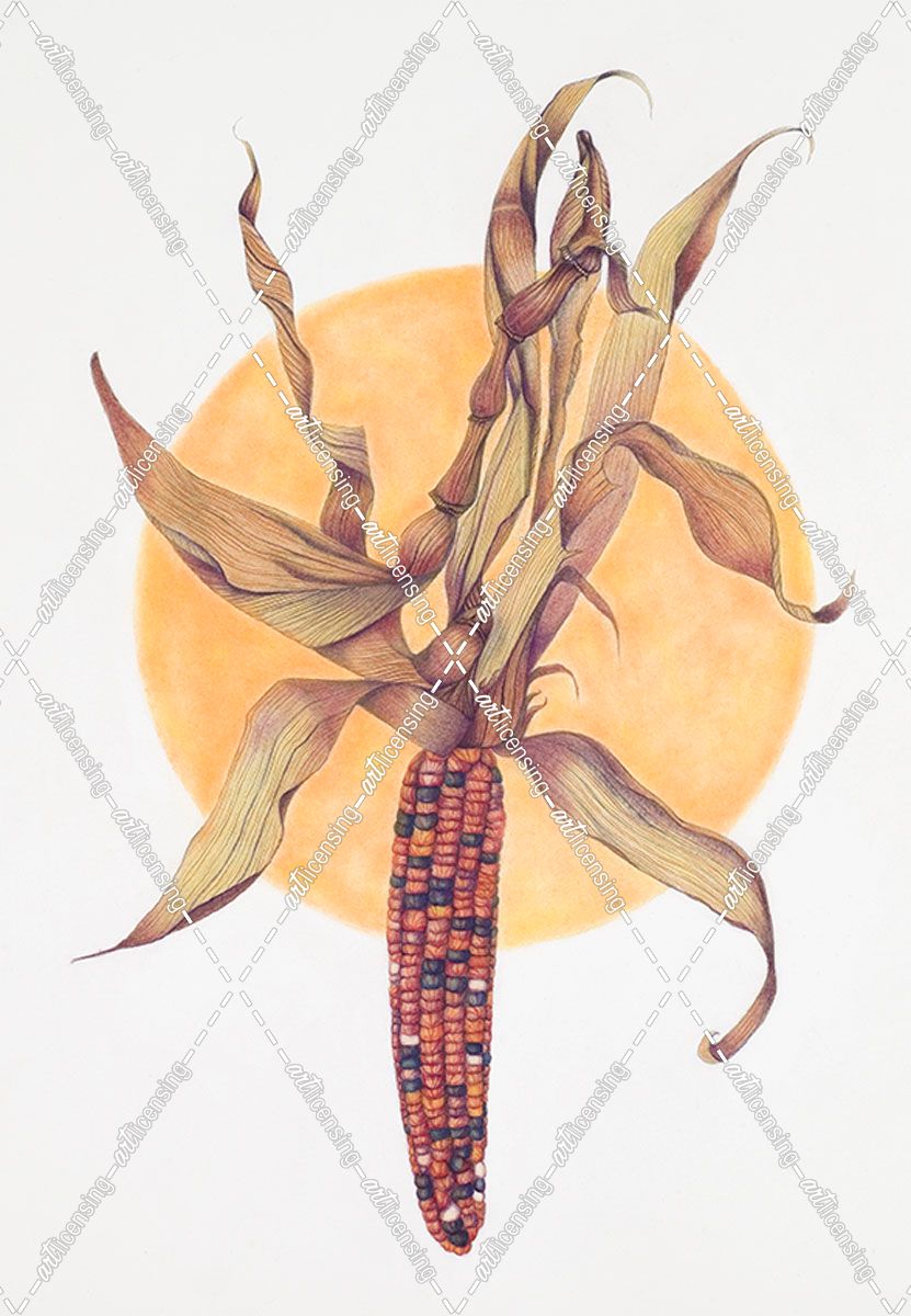 Indian Corn