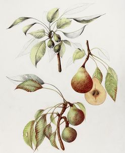 Pine Street Pears
