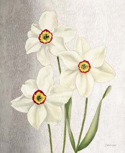 Spring Narcissus