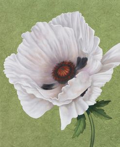 White Poppy