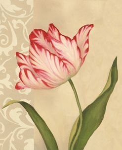 Cream Tulip