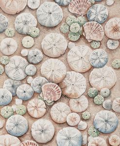 Sand Dollars