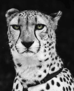 Cheetah