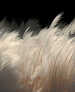 White Feathers