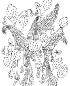 Ferns 2