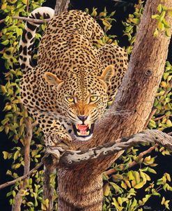 Leopard in Tree